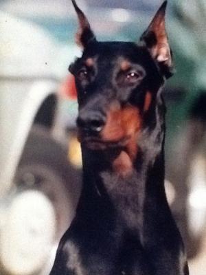 Arvil-Arep v.d. Avondwake | Black Doberman Pinscher