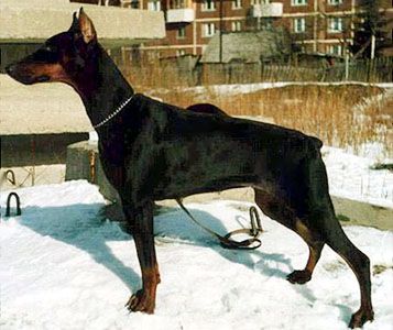 Sheridan Invaluable Gift | Black Doberman Pinscher