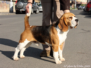 Beagelee Blackjack | Beagle 