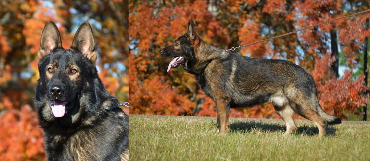 Clue vom Alt-Ostland | German Shepherd Dog 
