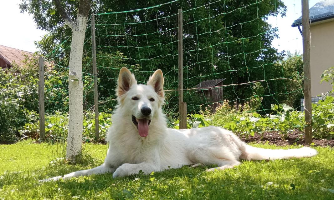 Merylin Monroe Star House De Monon | White Swiss Shepherd Dog 