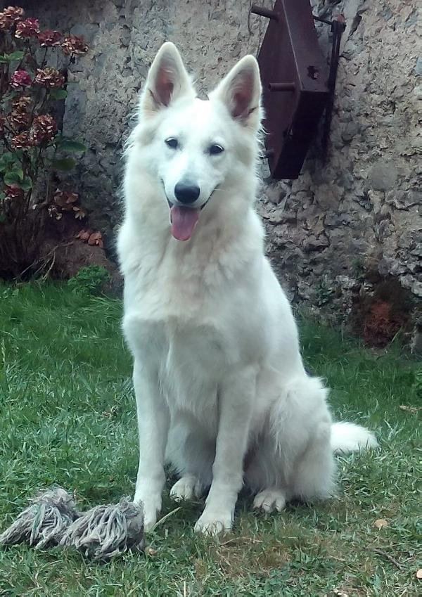 Shirley McLaine Del Río Verdugo | White Swiss Shepherd Dog 