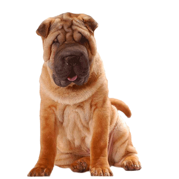 Chinese Shar-Pei