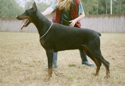 Haakon v. Nassau-Oranien | Black Doberman Pinscher