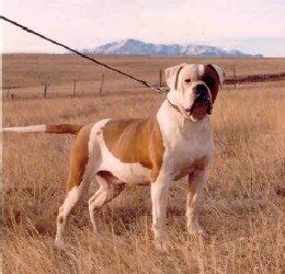 MGK's Mountian Gator Red | Olde English Bulldogge 