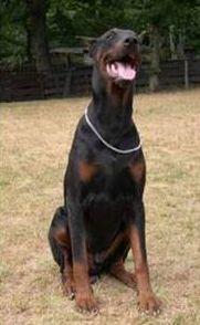 Baru v.d. Rosenhöhe | Black Doberman Pinscher