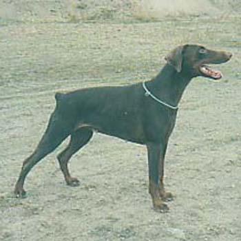 A'Dreams Jet-Set Joan | Brown Doberman Pinscher