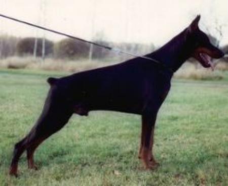 Tahi-Reme Kobie | Black Doberman Pinscher