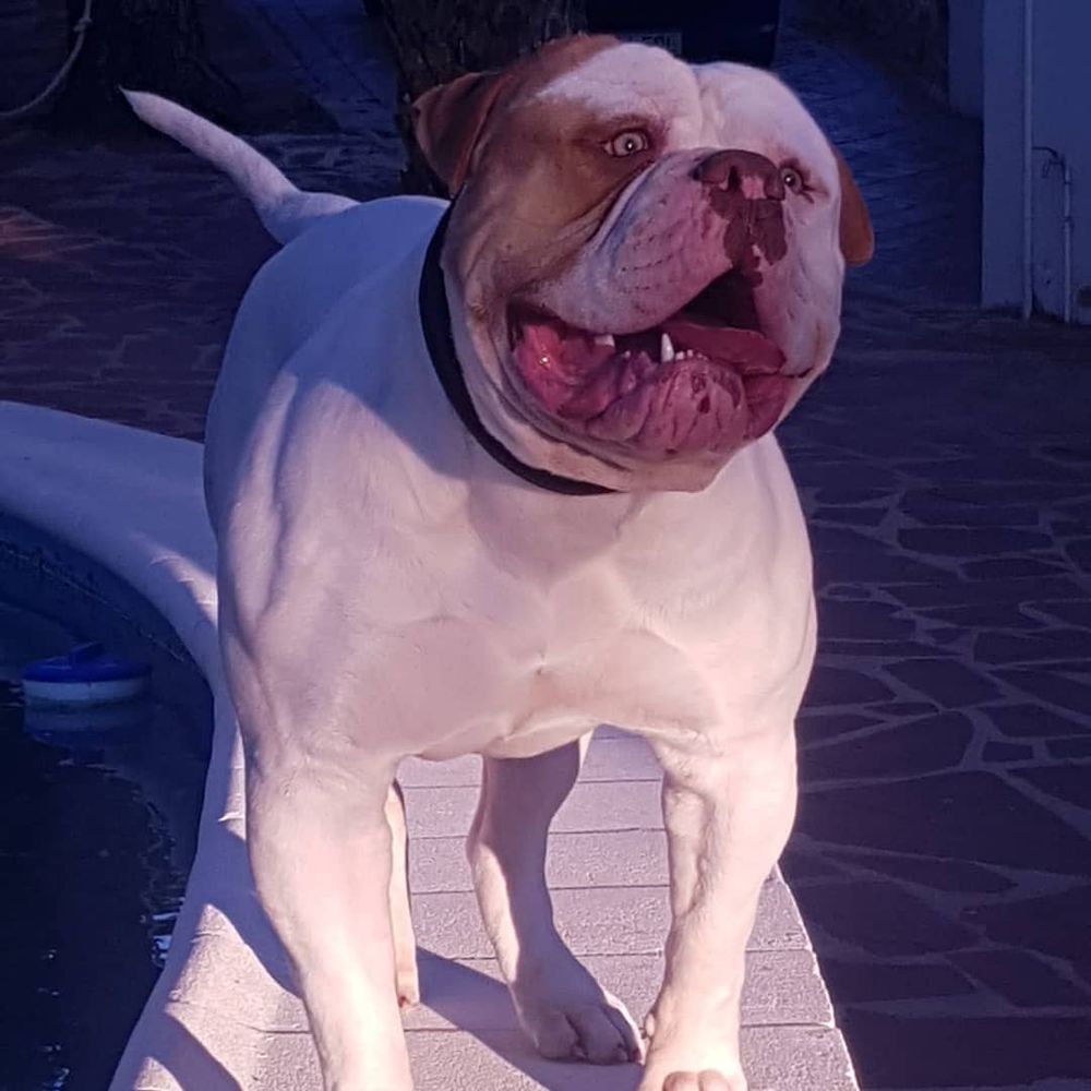 REDBULLYS KRATOS | American Bulldog 