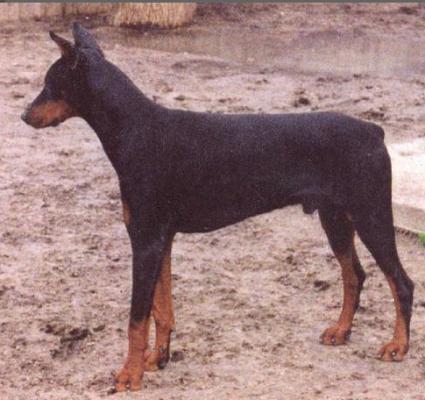 Titan v.d. Kusthoeve | Black Doberman Pinscher