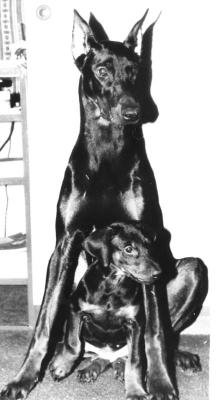 Davy Elva | Black Doberman Pinscher