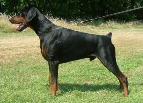 Korifey iz Zoosfery | Black Doberman Pinscher