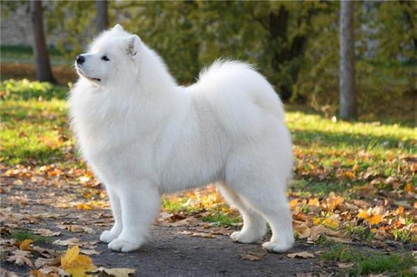 Kalaska Aussie Idol | Samoyed 