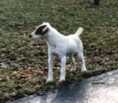 Barsetta Fugitive | Parson Russell Terrier 