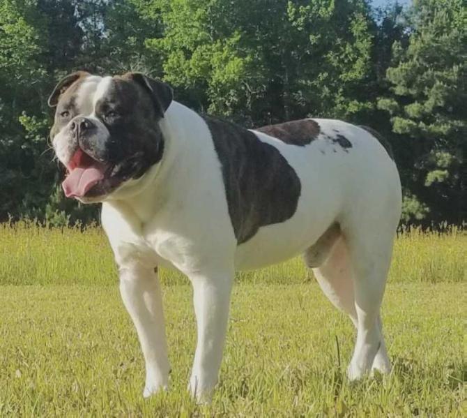 Cole Creek’s Dallas of BullyBadass | American Bulldog 