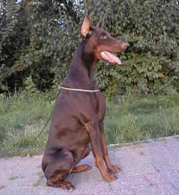 Brandy v. Residenzschloss | Brown Doberman Pinscher