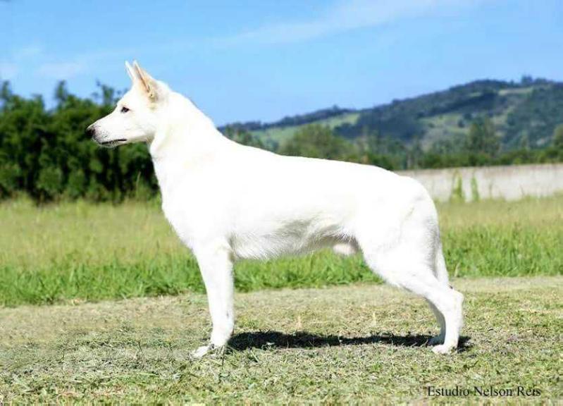 Robin Hood Biale Wzgorza | White Swiss Shepherd Dog 