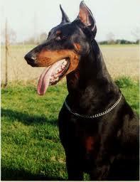 Felix v. Haus Weissenberger | Black Doberman Pinscher