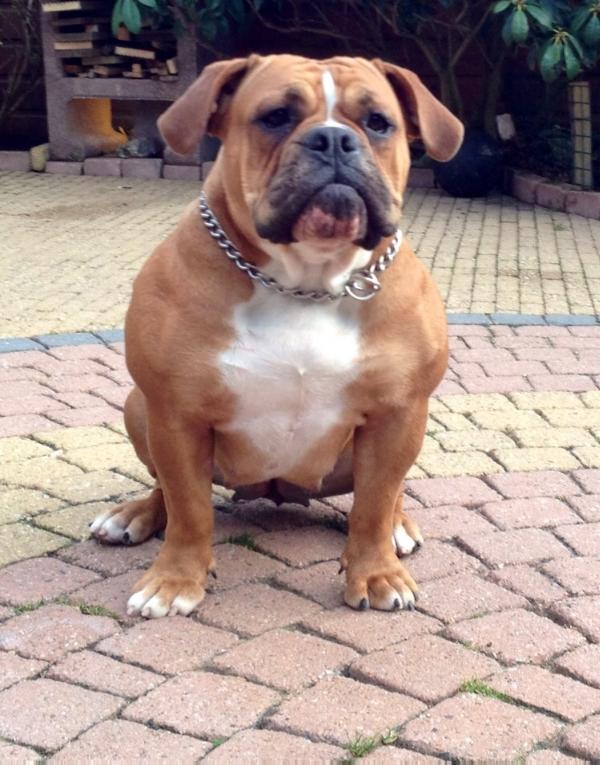 DiamondBulls Hailey | Olde English Bulldogge 