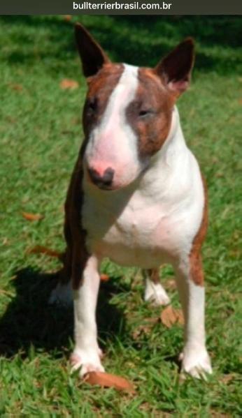 Night Girl Big Dog Recreio | Bull Terrier 