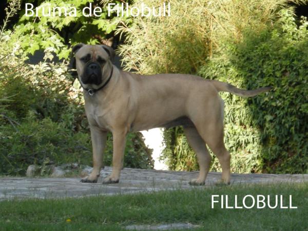 Bruma de Fillobull | Bullmastiff 