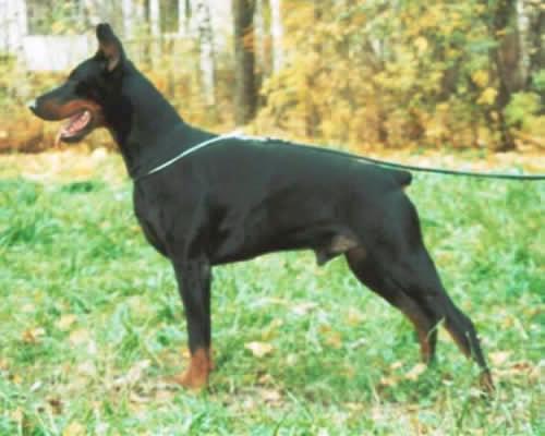 Paxiko v.h. Wantij | Black Doberman Pinscher