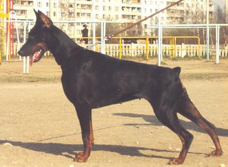 Margitta v. Märchengarten | Black Doberman Pinscher