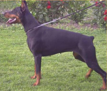 Kalina v. Donarius | Black Doberman Pinscher