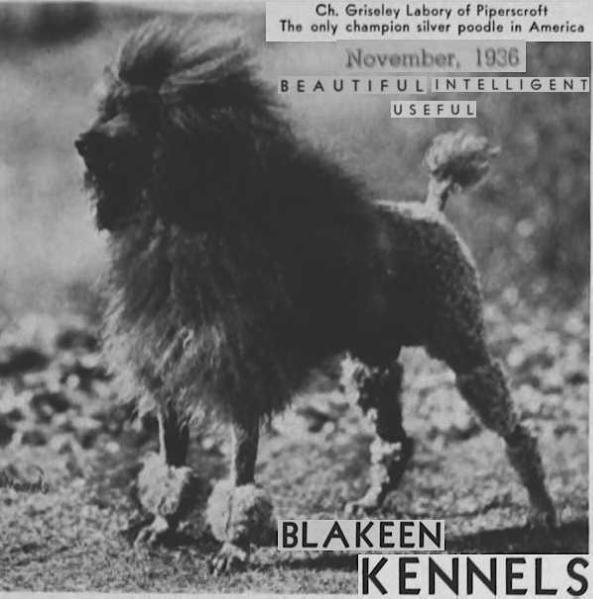 Griseley Labory of Piperscroft | Poodle 