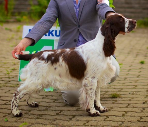 Glamorly Golden Standard | English Springer Spaniel 