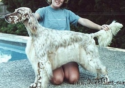 Set'R Ridge Canterfield Look'R | English Setter 