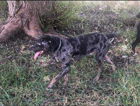 IA Hawkeye's Loki | Catahoula Leopard Dog 
