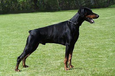 Rowan v.d. Erjolihof | Black Doberman Pinscher