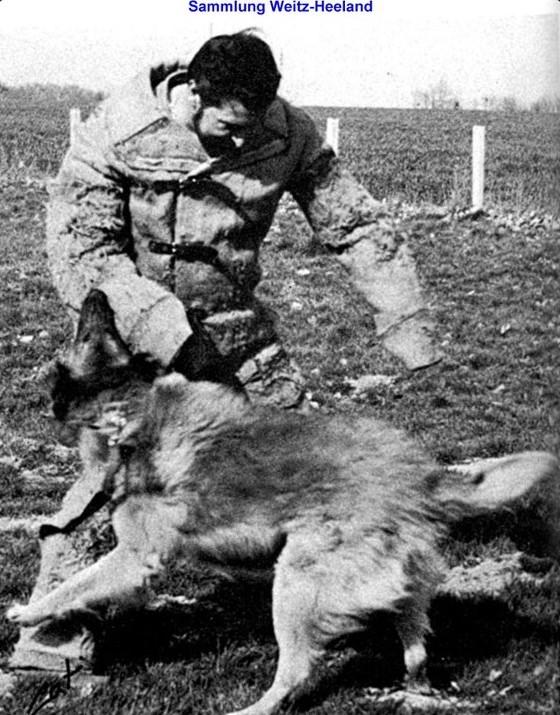 Florin du Colombophile | Belgian Tervuren 