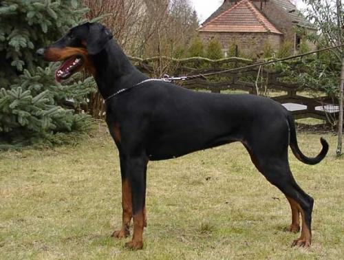 Alison v. Eichkamp | Black Doberman Pinscher