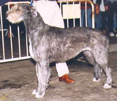 Tirliffin Ruby | Irish Wolfhound 