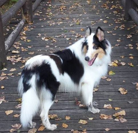 Romany's Loyal Smuggler | Rough Collie 