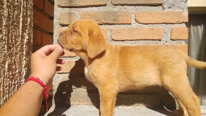 Califa del Angel | Dogue de Bordeaux 