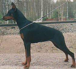 Tahi-Reme Kiwie | Black Doberman Pinscher