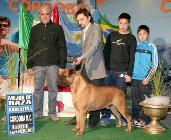 ARGENTANGO CAPITAN | Bullmastiff 