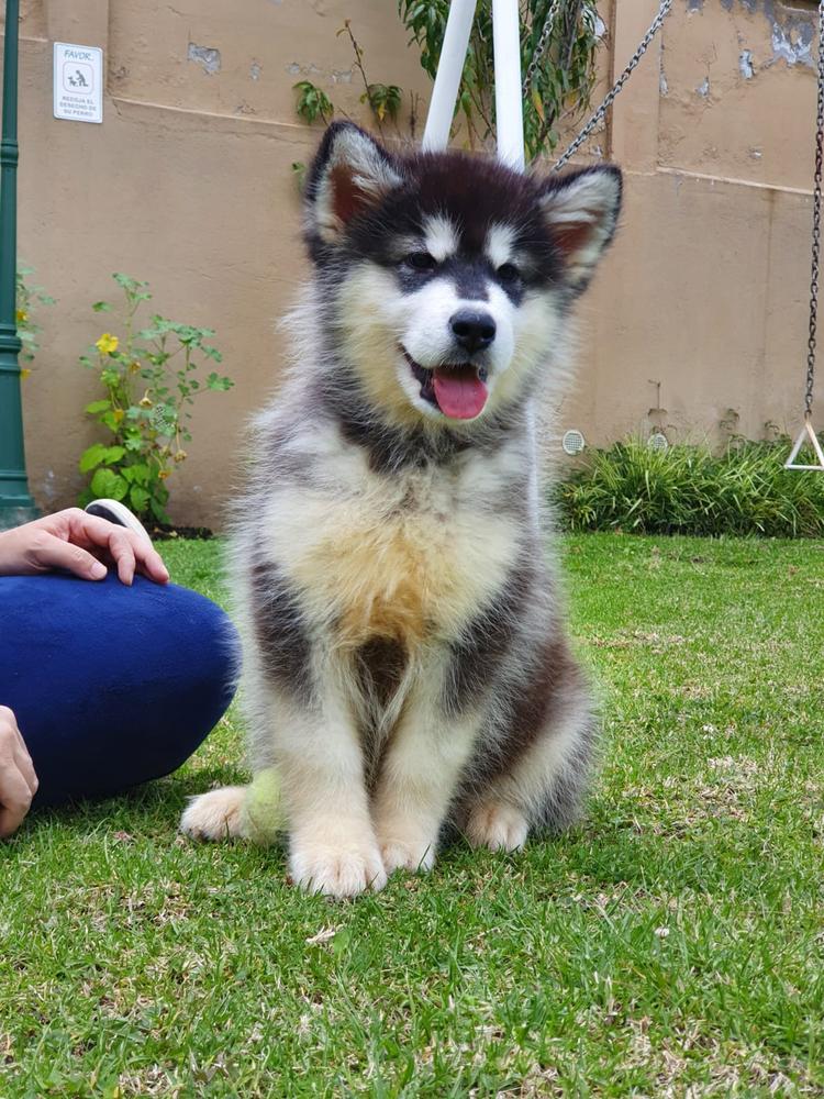 SOUL NORDIC CLOE | Alaskan Malamute 