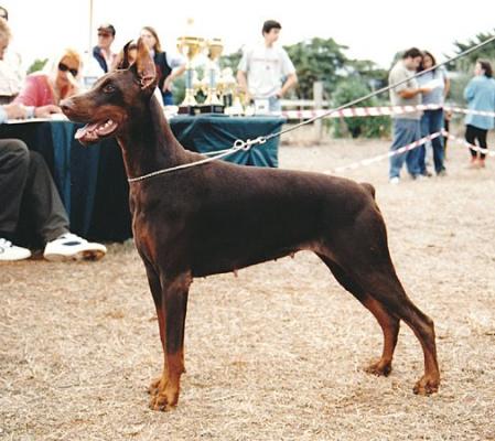 Wylla Winona v. Adlercrest | Brown Doberman Pinscher