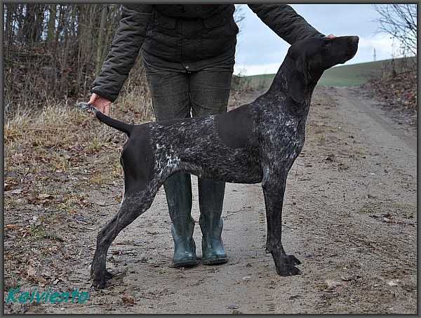 KS Arsa Keiviento | German Shorthaired Pointer 