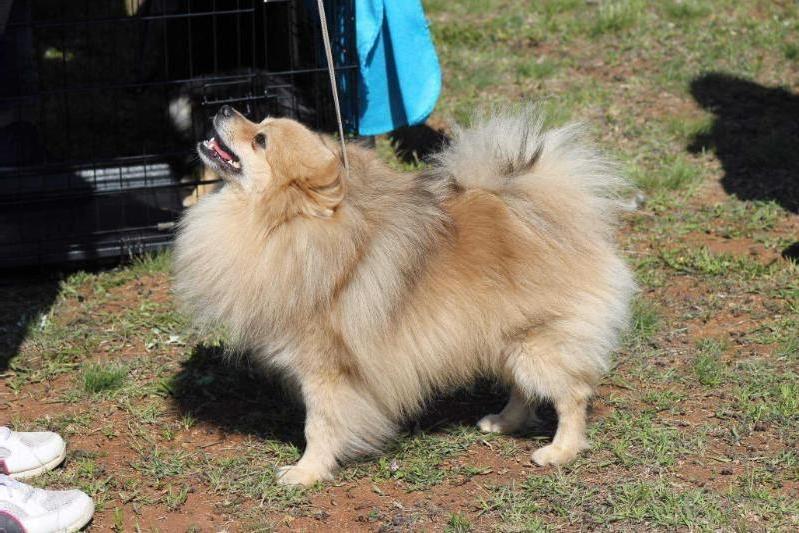 Dragonfly The Small Step | German Spitz 