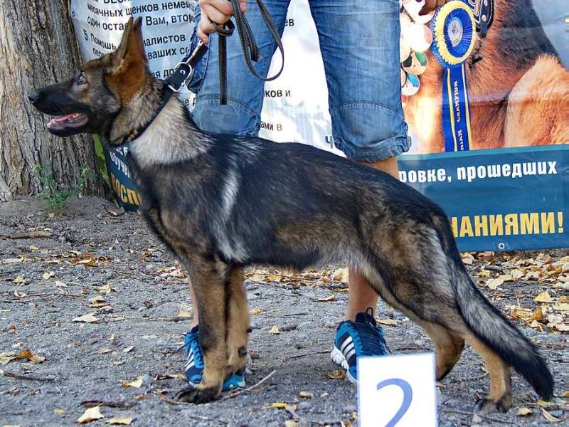 Xloaj Aleksandrovskaj znatj | German Shepherd Dog 
