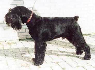 Only Nitro Frea's Clos d'Ebenos | Standard Schnauzer 