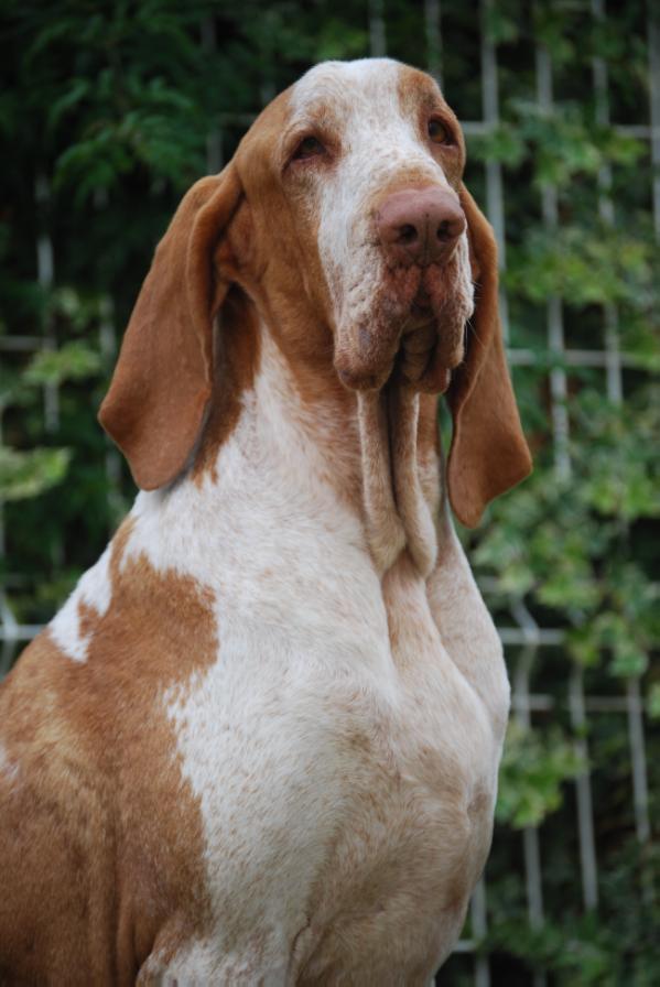 Nicodemo del Tavuliddaro | Bracco Italiano 