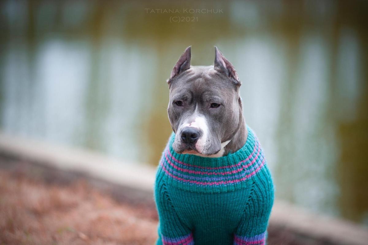 Brittany Baby Pure Ones | American Staffordshire Terrier 