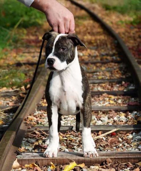 ROYAL KINGMASTER SATISFACTION | American Staffordshire Terrier 