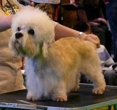 Glahms Royal Canadian | Dandie Dinmont Terrier 